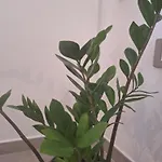 Maistu Pilia Climber's Ulassai