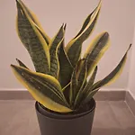 Maistu Pilia Climber's Penzion Ulassai