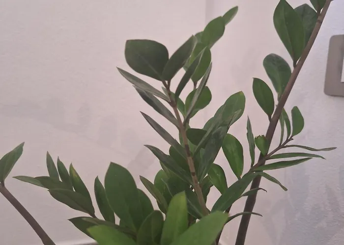Maistu Pilia Climber's Ulassai